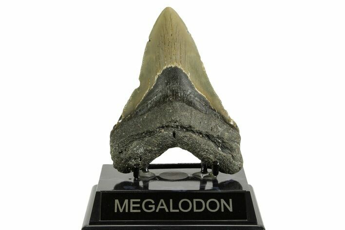 Serrated, Fossil Megalodon Tooth - North Carolina #371501